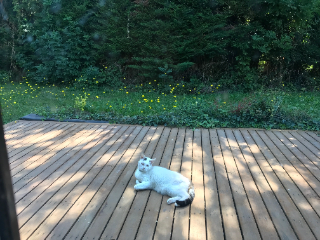 Titi