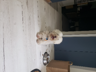 Zapato