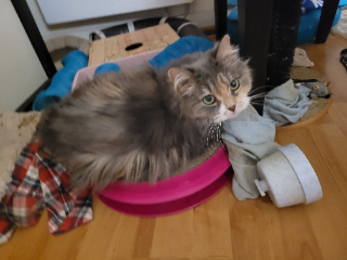 Cleo
