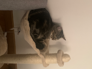 Simba