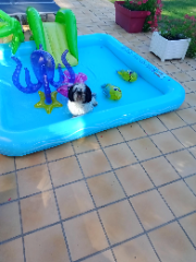 hercule dit bébé
