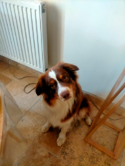 Nala