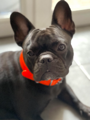 LAYA