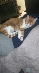 Mimou