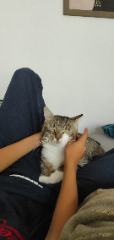 Chacha