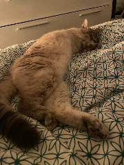 Figaro