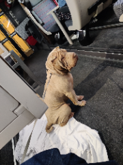 Pako