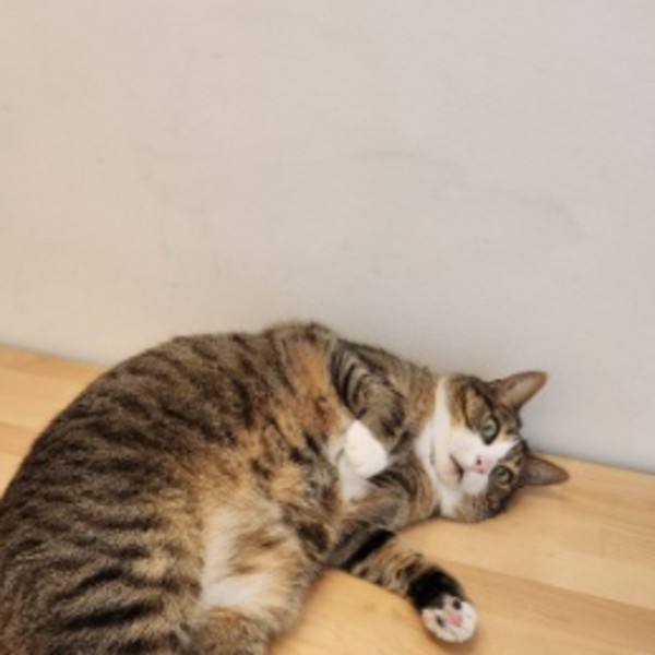 Oggy