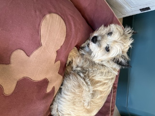 Indi
