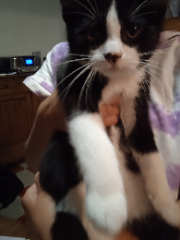 Paco