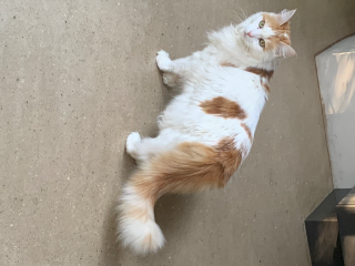 Pussy