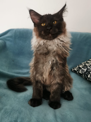 Thor