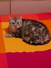 Kali