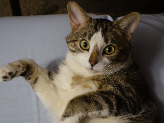 Kiki