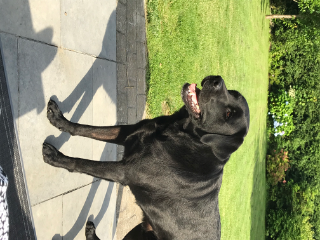 Mambo