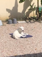 Chico