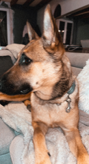 Scooby