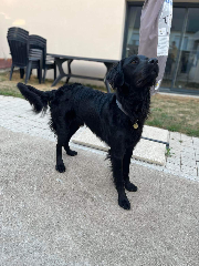 Benji