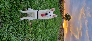 Saïka