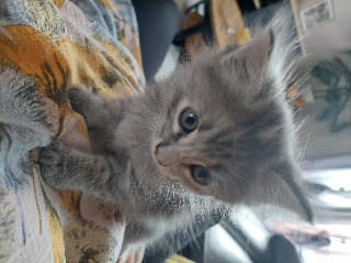 Toupie