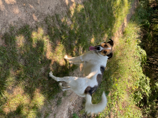 Paco