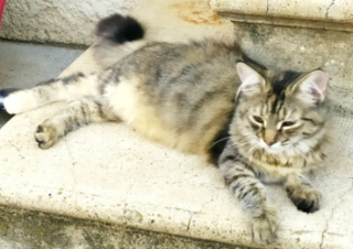 Choupie