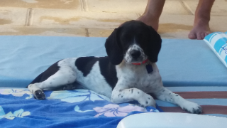 MAYA