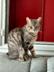 Raja