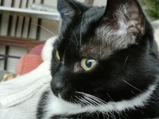 FELIX