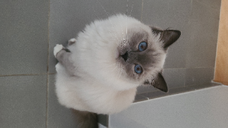 POMPOM