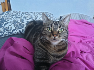 THAÏS
