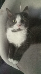 Olaf