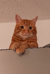 Tigrou