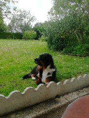 Marley