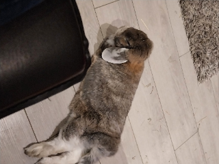 Max