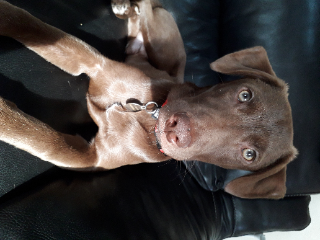 VITO