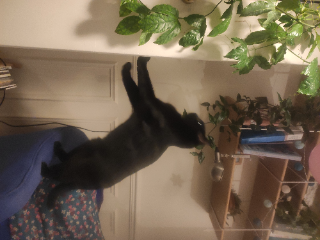 Tomatito