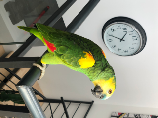 Rio