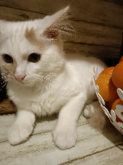 Simba