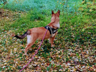 Laya