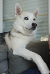 Sweet