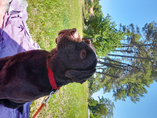 LEO