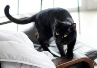 Luci