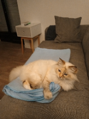 Nougat