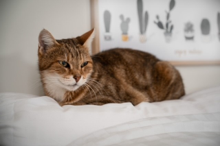 tigrou