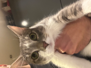 Koda