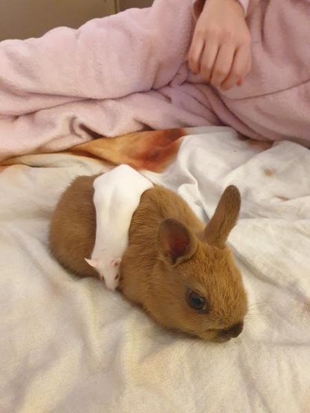 Twix