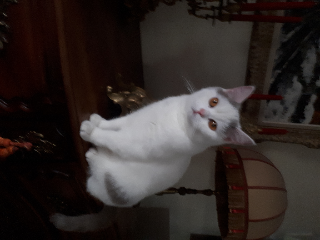 Séraphin