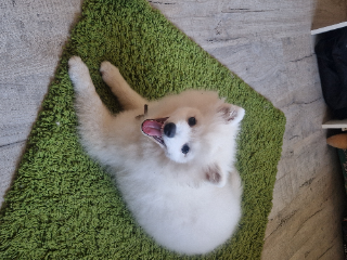 Rosie