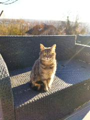 Lilou